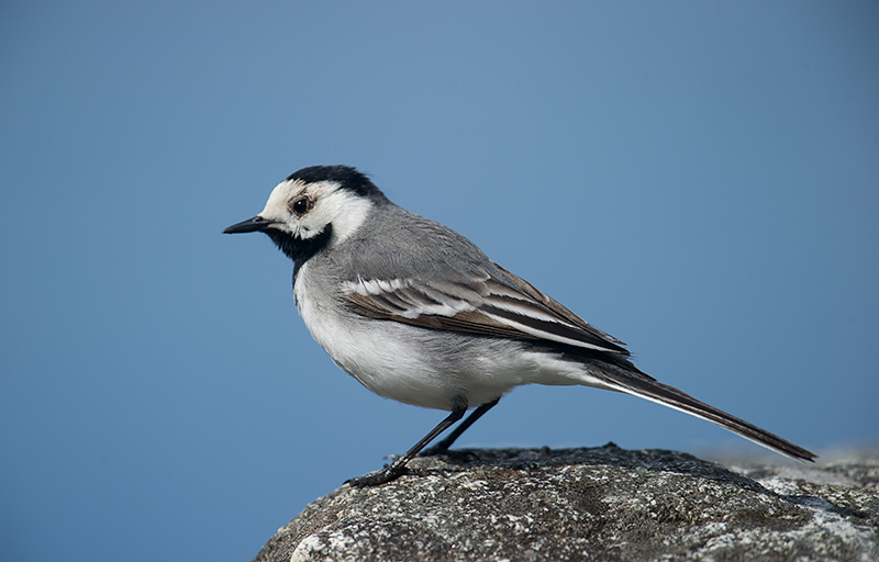 Linerle - White Wagtail (Motacilla alba) ad.jpg